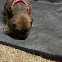 Pink collar , a female Great Dane for sale in Webb City, MO – 8 of 8