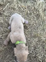 Lime green, a male Great Dane for sale in Webb City, MO – 6 of 10
