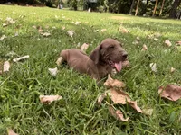 Gray color, a male Great Dane for sale in Webb City, MO – 4 of 8