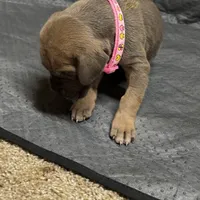 Pink collar , a female Great Dane for sale in Webb City, MO – 5 of 8