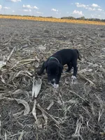 Green, a female Great Dane for sale in Webb City, MO – 6 of 10