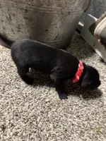 Red collar , a female Great Dane for sale in Webb City, MO – 5 of 6