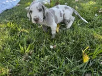 Royal blue, a male Great Dane for sale in Webb City, MO – 9 of 10