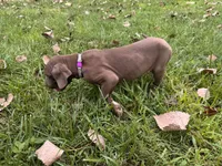 Purple collar , a female Great Dane for sale in Webb City, MO – 3 of 9