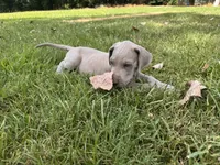 Red collar, a male Great Dane for sale in Webb City, MO – 4 of 8