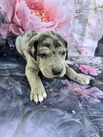 Turquoise , a male Great Dane for sale in Webb City, MO – 6 of 8