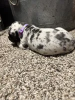 Purple collar / beautiful , a female Great Dane for sale in Webb City, MO – 6 of 7