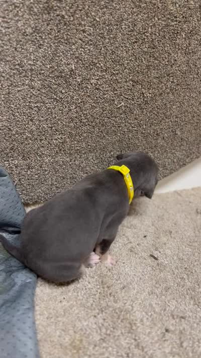 Yellow collat, a male Great Dane for sale in Webb City, MO – 9 of 10