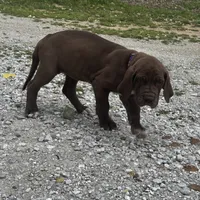 Purple, a female Great Dane for sale in Webb City, MO – 7 of 9