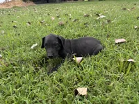 Green, a male Great Dane for sale in Webb City, MO – 4 of 6