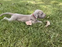 Red collar, a male Great Dane for sale in Webb City, MO – 2 of 8