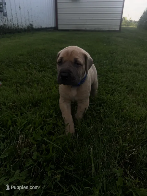 Royal blue – Great Dane puppy for sale in Webb City, MO