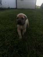 Royal blue, a male Great Dane for sale in Webb City, MO – 1 of 8