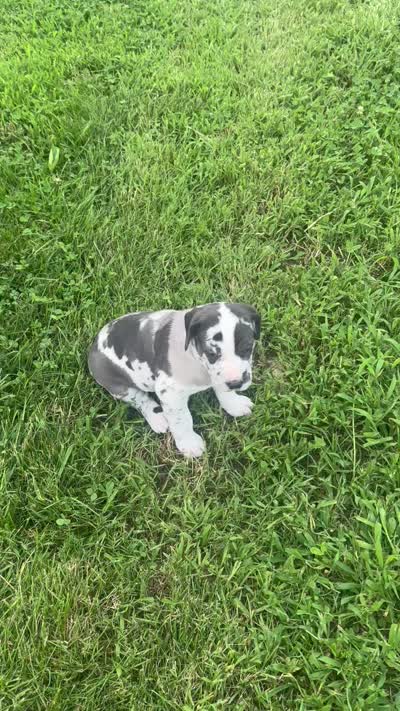 Purple collar, a female Great Dane for sale in Webb City, MO – 10 of 10