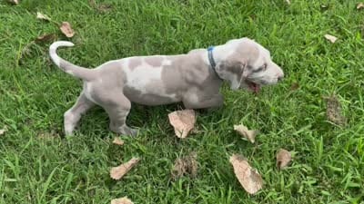 Royal blue, a male Great Dane for sale in Webb City, MO – 10 of 10