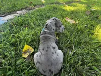 Teal, a female Great Dane for sale in Webb City, MO – 7 of 9