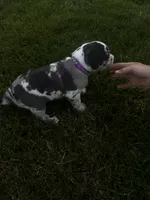 Purple collar, a female Great Dane for sale in Webb City, MO – 4 of 10