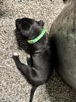 Green collar , a female Great Dane for sale in Webb City, MO – 6 of 10