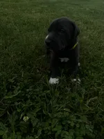 Yellow, a female Great Dane for sale in Webb City, MO – 9 of 10