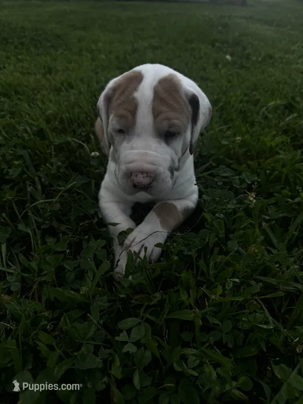 Green collar – Great Dane puppy for sale in Webb City, MO