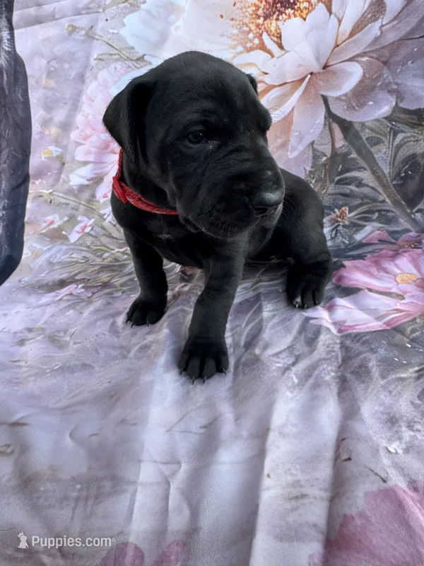 Red collar  – Great Dane puppy for sale in Webb City, MO