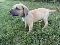 Fawn , a male Great Dane for sale in Webb City, MO – 2 of 10