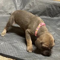 Pink collar , a female Great Dane for sale in Webb City, MO – 7 of 8