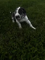 Purple collar, a female Great Dane for sale in Webb City, MO – 2 of 10