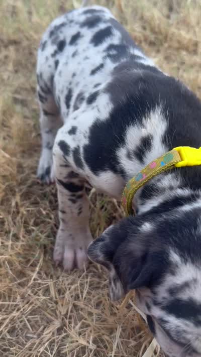 Yellow, a female Great Dane for sale in Webb City, MO – 10 of 10