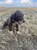 Turquoise, a male Great Dane for sale in Webb City, MO – 9 of 10