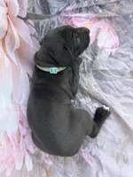 Turquoise- Oreo , a male Great Dane for sale in Webb City, MO – 5 of 9