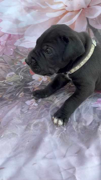 Gray collar 3 musketeers , a male Great Dane for sale in Webb City, MO – 10 of 10