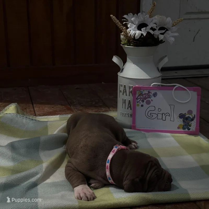 Pink collar  – Great Dane puppy for sale in Webb City, MO