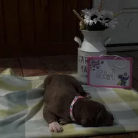 Pink collar , a female Great Dane for sale in Webb City, MO – Photo 1 of 10