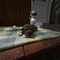 Pink collar , a female Great Dane for sale in Webb City, MO – Photo 6 of 10