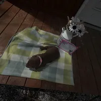 Pink collar , a female Great Dane for sale in Webb City, MO – Photo 9 of 10