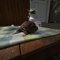 Pink collar , a female Great Dane for sale in Webb City, MO – Photo 8 of 10