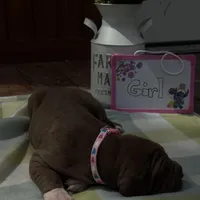 Pink collar , a female Great Dane for sale in Webb City, MO – Photo 3 of 10