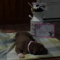 Pink collar , a female Great Dane for sale in Webb City, MO – Photo 2 of 10