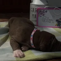 Pink collar , a female Great Dane for sale in Webb City, MO – Photo 4 of 10