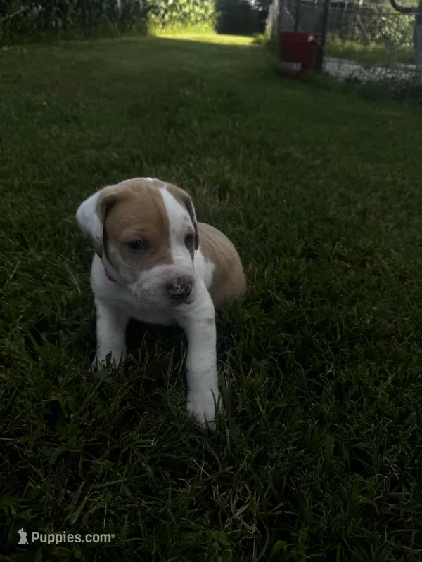 Pink collar  – Great Dane puppy for sale in Webb City, MO