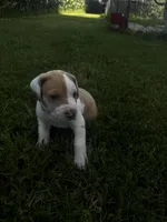 Pink collar , a female Great Dane for sale in Webb City, MO – 1 of 9