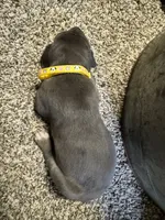 Yellow , a female Great Dane for sale in Webb City, MO – 6 of 9