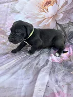Green collar , a female Great Dane for sale in Webb City, MO – 4 of 10