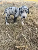 Purple, a female Great Dane for sale in Webb City, MO – 2 of 9