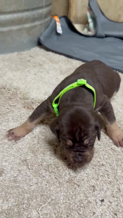 Green collar , a male Great Dane for sale in Webb City, MO – 8 of 10