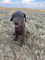 Pink collar , a female Great Dane for sale in Webb City, MO – 4 of 10