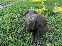 Purple collar , a female Great Dane for sale in Webb City, MO – 2 of 9