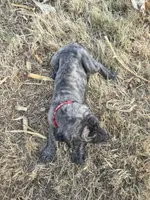 Red collar, a male Great Dane for sale in Webb City, MO – 9 of 10