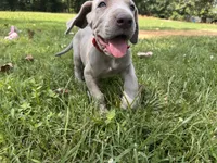 Red collar, a male Great Dane for sale in Webb City, MO – 3 of 8